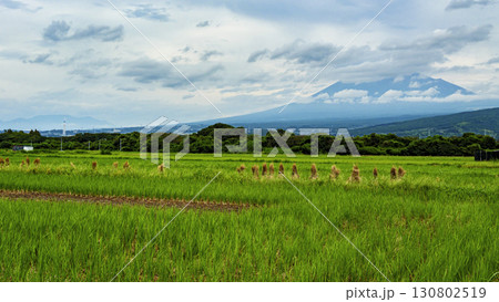 藁から見た富士案 藁から見た富士案 130802519