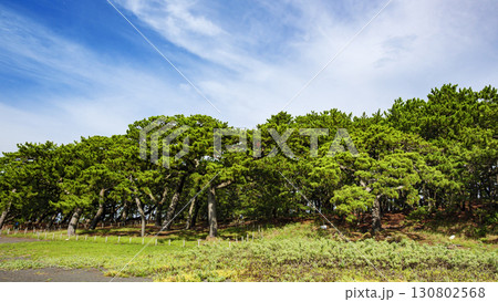 松林のある風景(三保の松原) 松林のある風景(三保の松原) 130802568