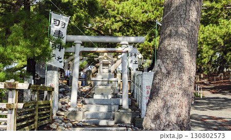 松林のある風景(三保の松原) 松林のある風景(三保の松原) 130802573