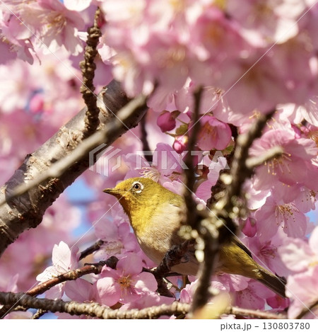 河津桜にとまる美しいメジロ　光注ぐ 130803780