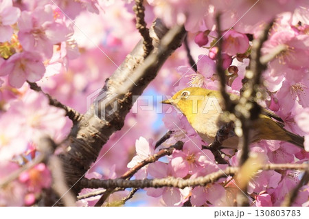 河津桜にとまる可愛いメジロ 光注ぐ 河津桜にとまる可愛いメジロ 光注ぐ 130803783