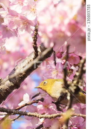 河津桜にとまる美しいメジロ 光注ぐ 縦構図 河津桜にとまる美しいメジロ 光注ぐ 縦構図 130803785