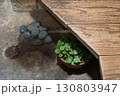 縁側にあるユキノシタの植木 130803947