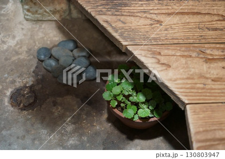 縁側にあるユキノシタの植木 130803947