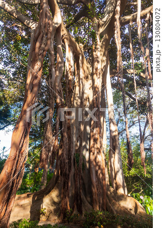 Huge Moreton Bay fig or Australian banyan (Ficus macrophylla) in botanical garden in Puerto de la Cruz on Tenerife island, Canary islands, Spain Huge Moreton Bay fig or Australian banyan (Ficus macrophylla) in botanical garden in Puerto de la Cruz on Tenerife island, Canary islands, Spain 130804072