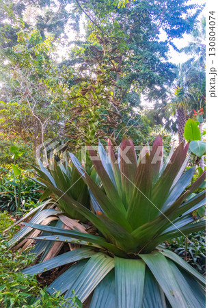 Alcantarea imperialis plants in botanical garden in Puerto de la Cruz on Tenerife island, Canary islands, Spain 130804074