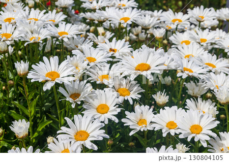White camomile flowers in garden. Chamomile flowers on flowerbed 130804105