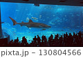 大水槽で泳ぐジンベイザメ 130804566