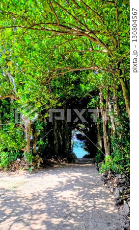 フクギ並木から見えるオーシャンブルー フクギ並木から見えるオーシャンブルー 130804567