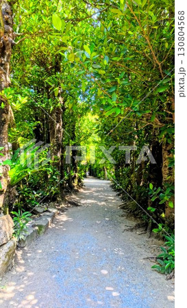 フクギのトンネル 130804568