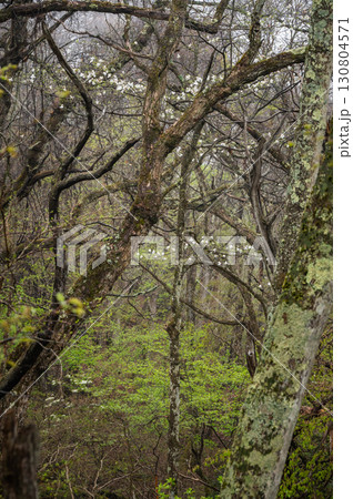 森の中に咲くコブシ【聖高原】 森の中に咲くコブシ【聖高原】 130804571