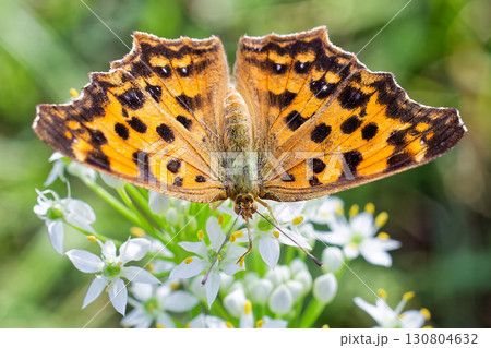 キタテハの翅表 130804632