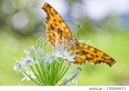 ニラの花に留まるキタテハの夏型 130804633