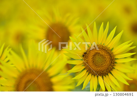 夏といえば 向日葵 夏といえば 向日葵 130804691