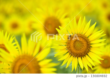 夏といえば　向日葵 130804692