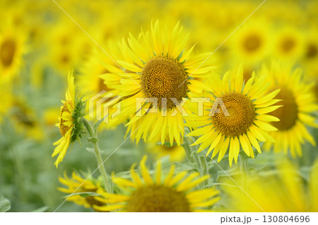夏といえば 向日葵 夏といえば 向日葵 130804696