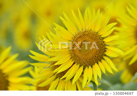 夏といえば 向日葵 夏といえば 向日葵 130804697
