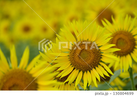 夏といえば 向日葵 夏といえば 向日葵 130804699