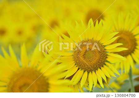 夏といえば　向日葵 130804700