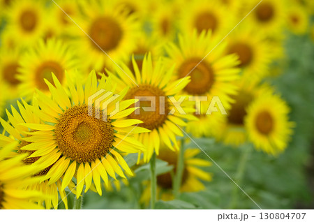 夏といえば 向日葵 夏といえば 向日葵 130804707