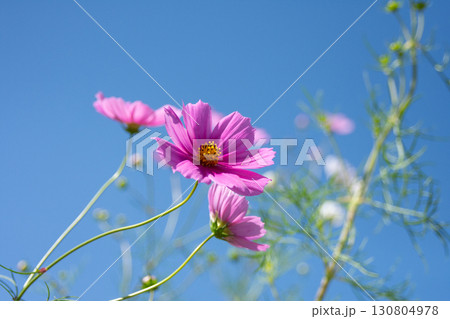 青空に映える秋桜 青空に映える秋桜 130804978