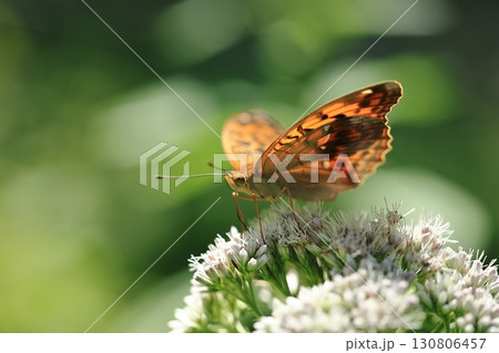 オオウラギンスジヒョウモン① 130806457