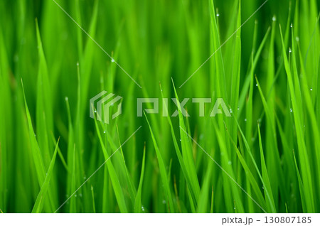 朝露で光る稲 130807185