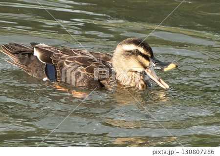 笑うカルガモ 130807286
