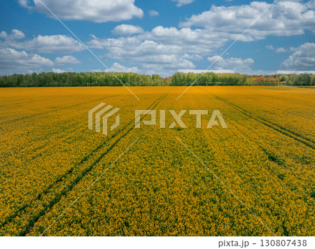 A large field of yellow rapeseed flowers with visible tractor tracks, bordered by green trees and a blue sky with scattered white clouds. A large field of yellow rapeseed flowers with visible tractor tracks, bordered by green trees and a blue sky with scattered white clouds. 130807438