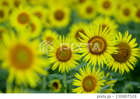 夏といえば 向日葵 夏といえば 向日葵 130807528