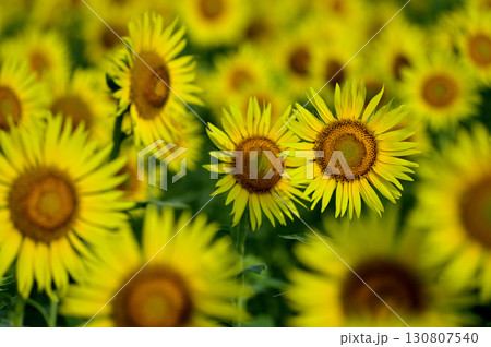 夏といえば 向日葵 夏といえば 向日葵 130807540