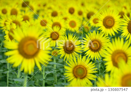 夏といえば 向日葵 夏といえば 向日葵 130807547
