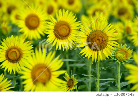 夏といえば 向日葵 夏といえば 向日葵 130807548