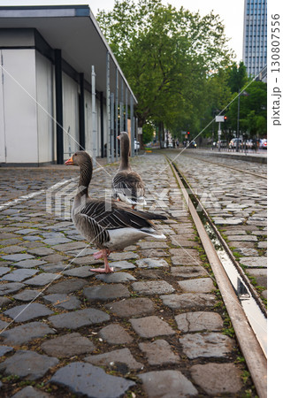Two geese stand on a cobblestone street with tram tracks, surrounded by a modern building, tree lined street, and urban park in Frankfurt, Germany. 130807556