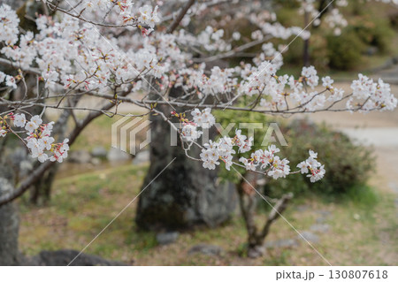 円山公園 桜 円山公園 桜 130807618