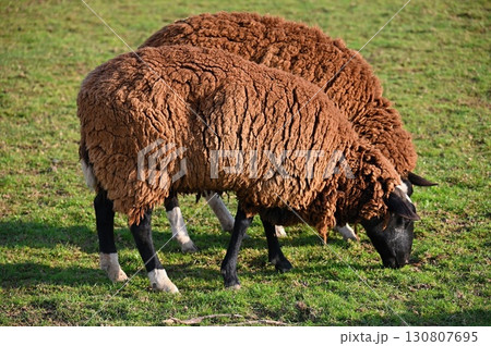 Sheep grazing in the field. Concept for animals and agriculture. 130807695