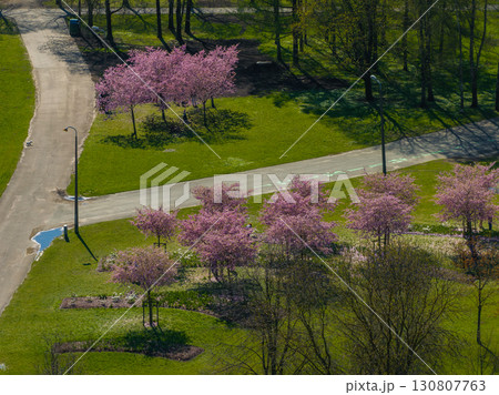 Aerial view of Riga Victory Park in Riga, Latvia, showcasing clusters of pink sakura trees, paved pathways, green grass, and scattered tree shadows. 130807763