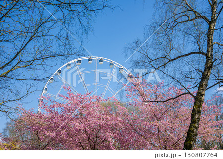 Pink sakura trees bloom in the foreground of Victory Park, Riga, with a large white Ferris wheel rising against a bright blue sky in the background. 130807764