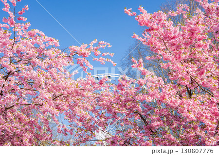 Pink sakura trees in full bloom in Victory Park, Riga, with a ferris wheel partially visible in the background under a clear blue sky. 130807776