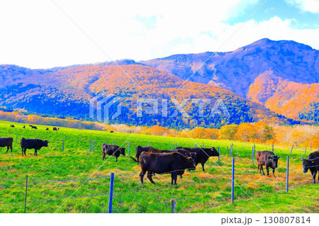 放牧された長閑な牛の群れと山麓の鮮やかな紅葉 放牧された長閑な牛の群れと山麓の鮮やかな紅葉 130807814