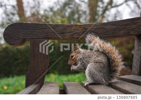 A gray squirrel sits on a rustic wooden bench, nibbling on food. The blurred background shows greenery and trees, suggesting a park in London. A gray squirrel sits on a rustic wooden bench, nibbling on food. The blurred background shows greenery and trees, suggesting a park in London. 130807885