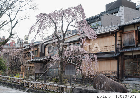 京都祇園の巽橋の桜 130807978