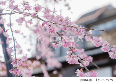 京都祇園の巽橋の桜 京都祇園の巽橋の桜 130807979