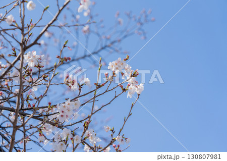 京都祇園の巽橋の桜 京都祇園の巽橋の桜 130807981