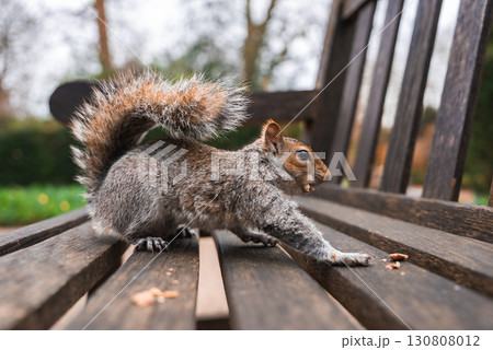 A gray squirrel stretches on a wooden bench surrounded by scattered crumbs. The background shows blurred greenery and bare tree branches, suggesting a natural park environment, possibly in London. A gray squirrel stretches on a wooden bench surrounded by scattered crumbs. The background shows blurred greenery and bare tree branches, suggesting a natural park environment, possibly in London. 130808012