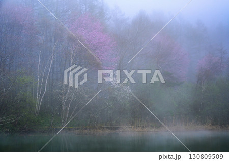 【春と初夏】朝霧に包まれる中牧湖【山桜とコブシが咲く聖高原】 【春と初夏】朝霧に包まれる中牧湖【山桜とコブシが咲く聖高原】 130809509