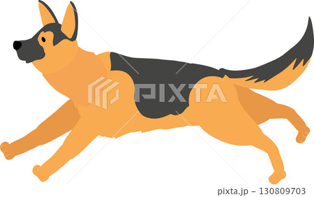 german shepherd running dog. animal breed used as working police and protection dog german shepherd running dog. animal breed used as working police and protection dog 130809703