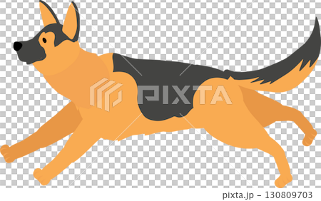 german shepherd running dog. animal breed used as working police and protection dog 130809703