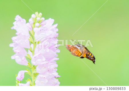 高速で飛び回り花の蜜を吸うホウジャク 130809833
