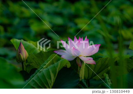 ハスの花 ハスの花 130810449